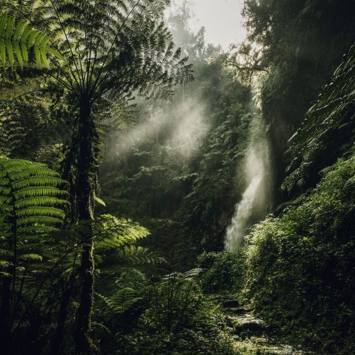 Chimpanzees at Nyungwe