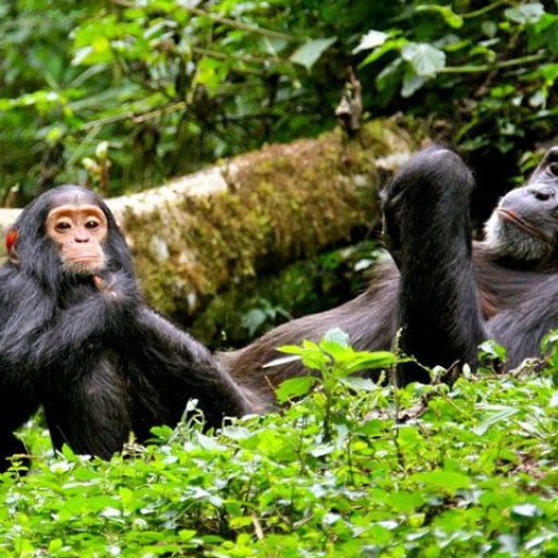 Chimpanzees at Nyungwe 2
