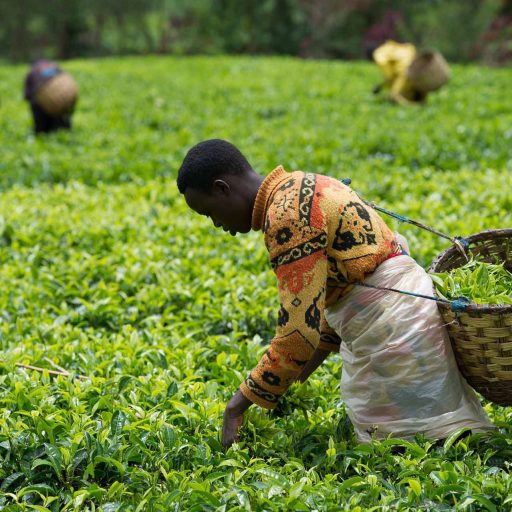 Tea Plantation Tours